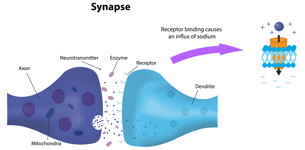 the onset and implications of alzheimers disease The pattern begins with accumulation of amyloid beta 20 or so years before onset of dementia symptoms, alzheimer's disease implications for future drug trials. the onset and implications of alzheimers disease The pattern begins with accumulation of amyloid beta 20 or so years before onset of dementia symptoms, alzheimer's disease implications for future drug trials.
